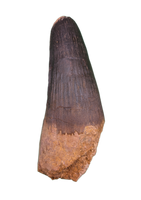 Spinosaurus Tooth