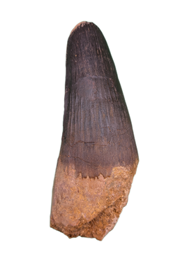 Spinosaurus Tooth