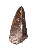 Phytosaur Dentary Tooth, Chinle Formation