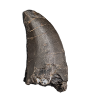 Allosaurus Tooth,  Morrison Formation
