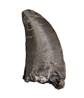 Allosaurus Tooth,  Morrison Formation