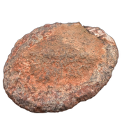 Spicomellus (Ankylosaur) Scute, El Mers Formation