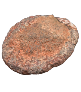 Spicomellus (Ankylosaur) Scute, El Mers Formation