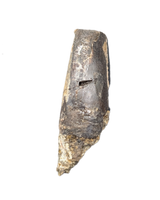 Partial Tyrannosaur Tooth, Two Medicine Formation.