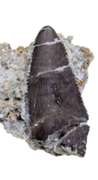 Torvosaur Tooth, El Mers Formation