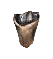 Leptoceratops Tooth from the Hell Creek Formation