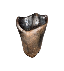 Leptoceratops Tooth from the Hell Creek Formation
