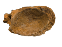 Huge Sigilmassasaurus(Spinosaurid) Neck Vertebra