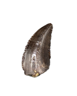 Troodon Tooth, Hell Creek Formation