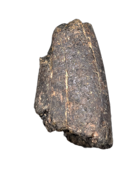 Tyrannosaur Tooth, Two Medicine Formation.