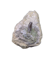Allosaurus Pre Max Tooth,  Morrison Formation