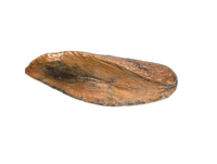 Tyrannosaur (Teratophoneus?) Tooth from the Upper Aguja Formation.