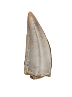 Herrerasaurid Tooth, Chinle Formation