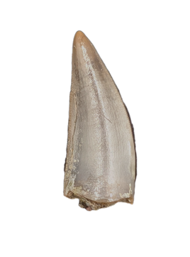 Herrerasaurid Tooth, Chinle Formation