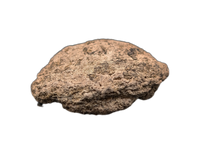 Europelta Scute, Early Cretaceous, Spain