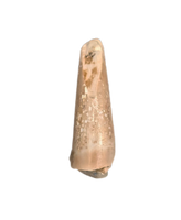 Theropod Tooth from the Mid Jurassic, Madagascar