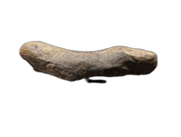 Hypacrosaurus Metatarsal, Two Medicine Formation
