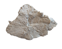 Phytosaur Armor Scute, Chinle Formation