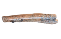 Theropod Rib Section, Hell Creek