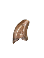 Dromaeosaur (Raptor) Tooth from the Hell Creek Formation