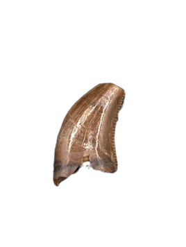 Dromaeosaur (Raptor) Tooth from the Hell Creek Formation