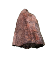 Maiasaura Tooth, Two Medicine Formation