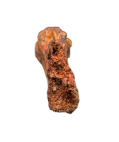 Theropod Tail Vertebra, Kem Kem