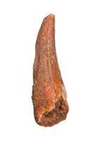 Pterosaur tooth, Morocco
