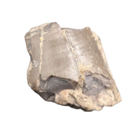 Postosuchus? (Rauisuchid) Tooth, Chinle Formation