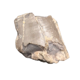 Postosuchus? (Rauisuchid) Tooth, Chinle Formation