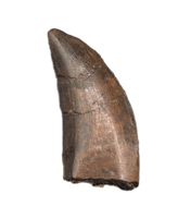 Tyrannosaur Tooth, Judith River Formation