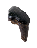 Meniscoessus Multituberculate Mammal Tooth, Hell Creek Formation