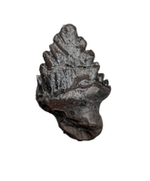 Ankylosaurus Tooth