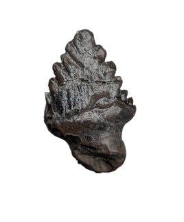 Ankylosaurus Tooth