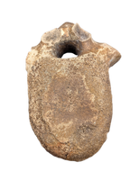 Edmontosaurus Vertebra