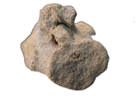 Mosasaur (Tylosaurus?) Vertebra, Cretaceous of Texas