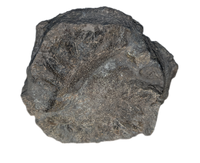 Camarasaurus Vertebra