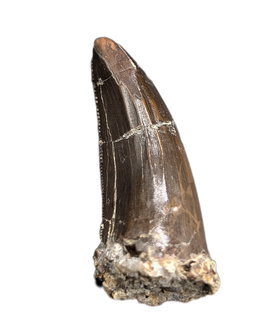 Ceratosaur Anterior Tooth, El Mers Formation