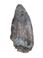 Allosaurus Pre Max Tooth,  Morrison Formation