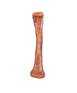 Theropod Metacarpal, Kem Kem