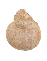 Plesiosaur Vertebrae, Morocco