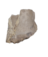 Postosuchus? (Rauisuchid) Tooth, Chinle Formation