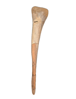 Struthiomimus Fibula