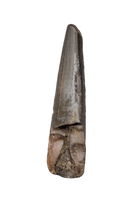 Nanotyrannus Tooth with Partial Root