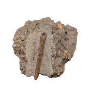 Raptor (Dromaeosaur) Metacarpal, Judith River Formation