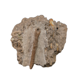 Raptor (Dromaeosaur) Metacarpal, Judith River Formation