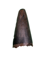 Deinosuchus (Crocodile) Tooth from Texas