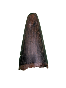 Deinosuchus (Crocodile) Tooth from Texas