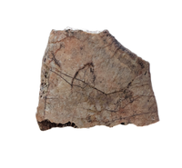 Metoposaur Clavicle Section, Chinle Formation