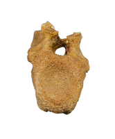 Theropod Dinosaur Vertebra, Kem Kem
